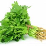 Coriander