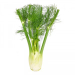 Fennel