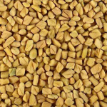 Fenugreek