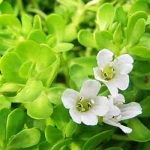 Bacopa