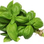 Basil