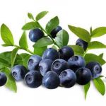 Bilberry