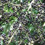 Blackpepper