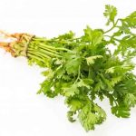 Coriander