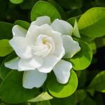 Gardenia