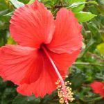 Hibiscus