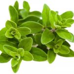 Marjoram