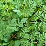 Moringa