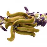 Mucuna