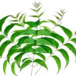 Neem