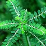 Phyllanthus