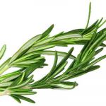 Rosemary