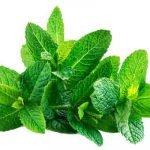 Spearmint